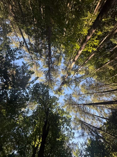 Kesselbruchweiher und Jacobiweiher ab Spielpark Tannenwald