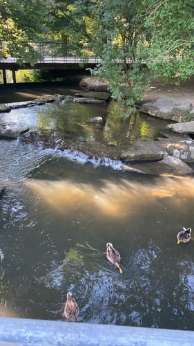 Volksgarten Düsseldorf