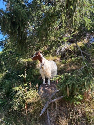 Menzenschwander Wasserfälle - Gschweih