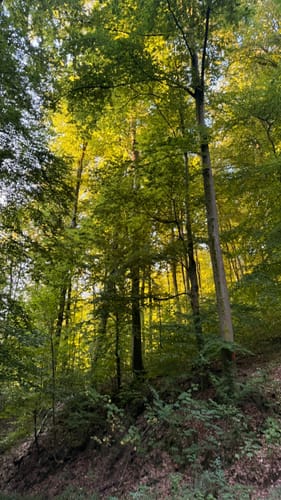 Auerbacher Schlossweg