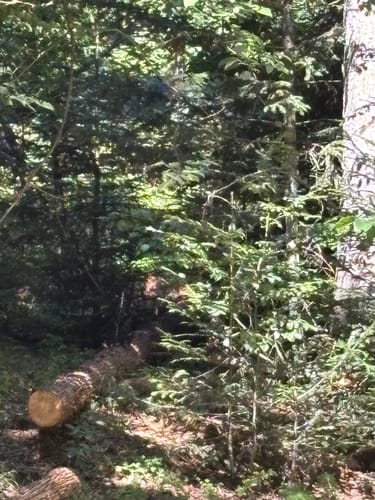 Baumwipfelpfad und Tier-Freigelände im Nationalpark Bayerischer Wald