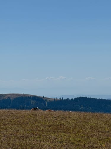 Feldbergsteig (Genießerpfad)