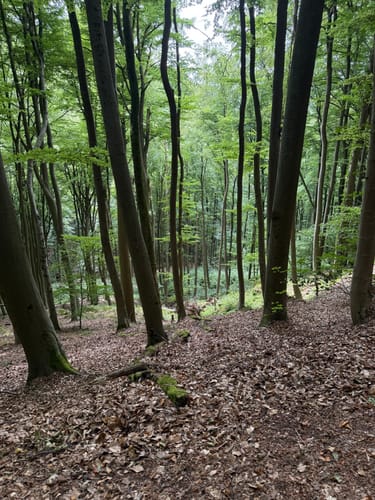 Ensheimer Brunnenweg (Premiumwanderweg)