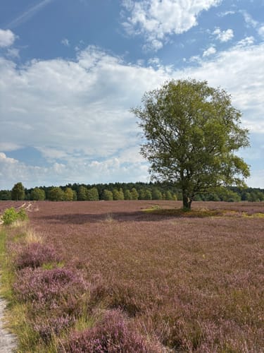 Heidschnuckenweg Etappe 3: Handeloh - Undeloh