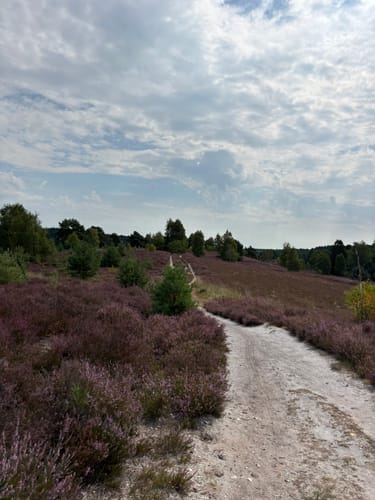 Heidschnuckenweg Etappe 3: Handeloh - Undeloh