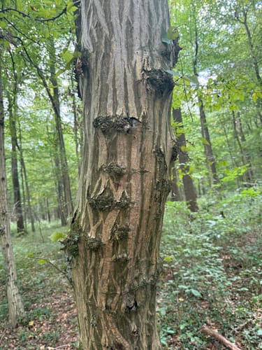 Großer Rundweg Geisterholz