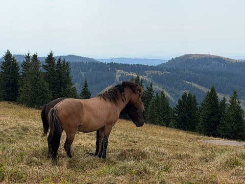 Feldbergsteig (Genießerpfad)