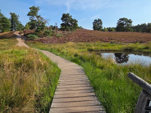 Heidschnuckenweg Etappe 2: Buchholz in der Nordheide - Handeloh