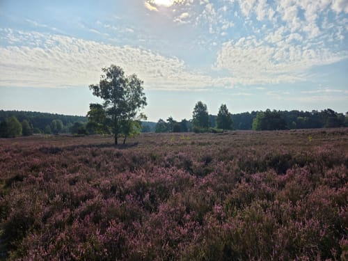 Heidschnuckenweg Etappe 2: Buchholz in der Nordheide - Handeloh