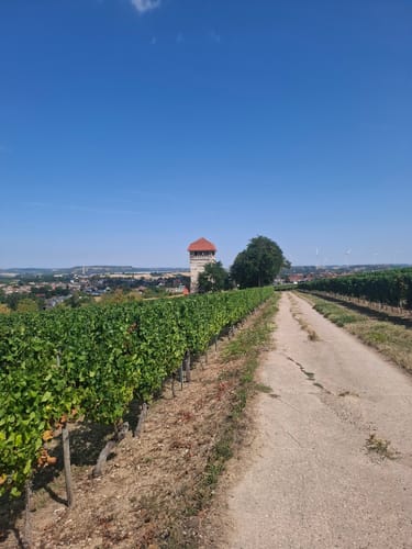 Küstenweg Rheinhessen - Rundweg Siefersheim - Wöllstein - Neu-Bamberg