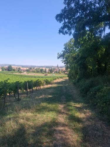 Küstenweg Rheinhessen - Rundweg Siefersheim - Wöllstein - Neu-Bamberg
