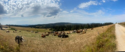 Feldbergsteig (Genießerpfad)