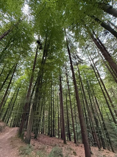 Hohler Stein Rundwanderung