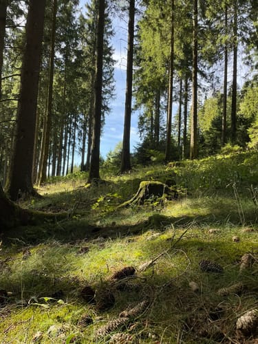 Oberhundemer Bergtour (Premiumwanderweg)