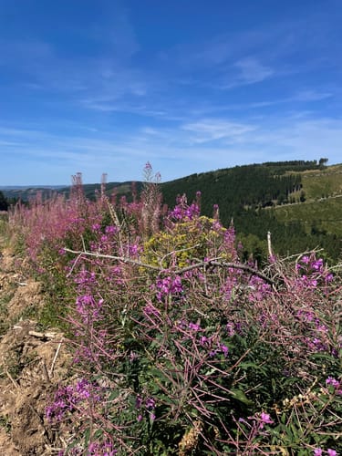 Oberhundemer Bergtour (Premiumwanderweg)