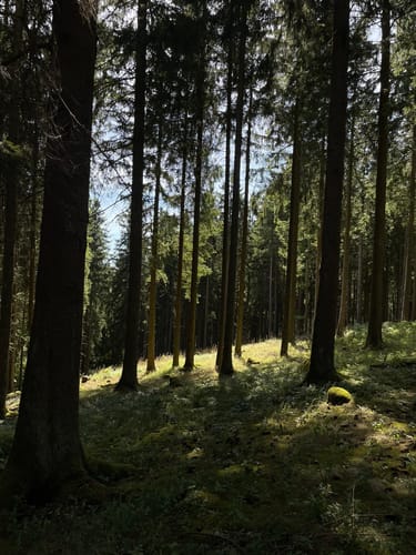 Oberhundemer Bergtour (Premiumwanderweg)