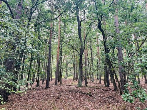 Berliner Mauerweg Etappe 3: Wannsee - Hermsdorf