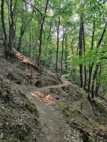 Premiumwanderpfad: Bergschluchtenpfad Ehrenburg