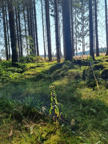 Oberhundemer Bergtour (Premiumwanderweg)
