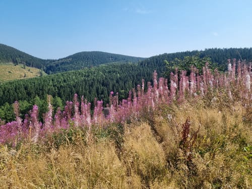 Oberhundemer Bergtour (Premiumwanderweg)