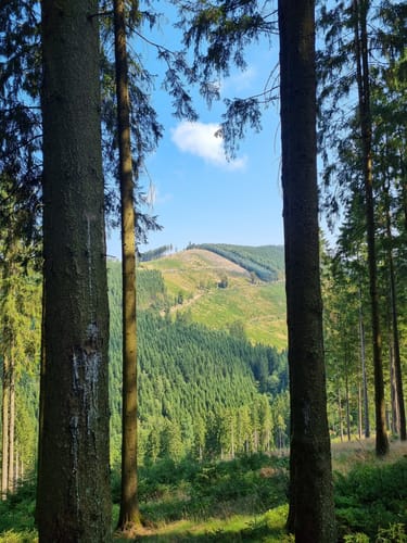 Oberhundemer Bergtour (Premiumwanderweg)