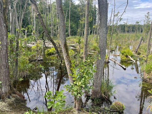 Spandauer Forst: Wildgehege - Laßzinssee - Teufelsbruch