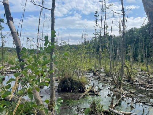 Spandauer Forst: Wildgehege - Laßzinssee - Teufelsbruch