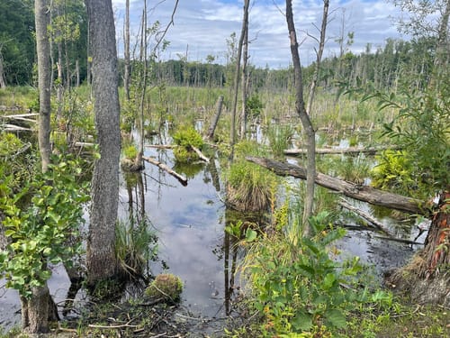 Spandauer Forst: Wildgehege - Laßzinssee - Teufelsbruch