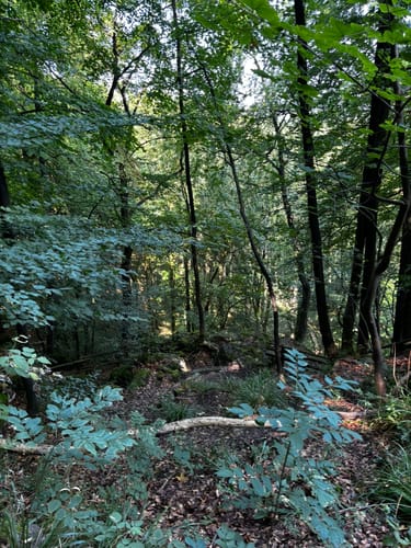Ith-Kammweg und Jürgensweg Rundweg