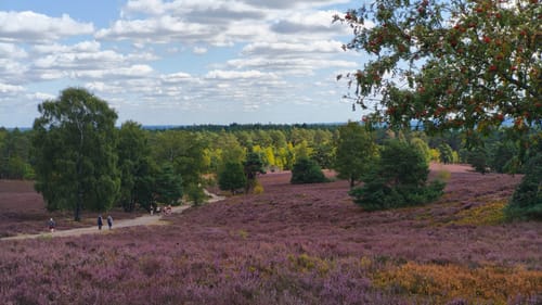 Heidschnuckenweg Etappe 2: Buchholz in der Nordheide - Handeloh