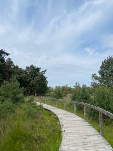 Durch den Diersfordter Wald zur Dünenlandschaft