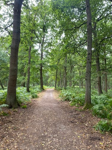 Durch den Diersfordter Wald zur Dünenlandschaft