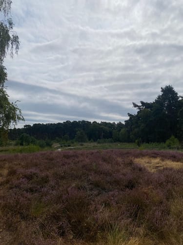 Durch den Diersfordter Wald zur Dünenlandschaft