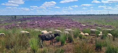 Bargerveen Lange Wandelroute