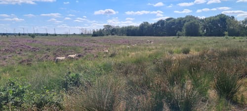 Bargerveen Lange Wandelroute