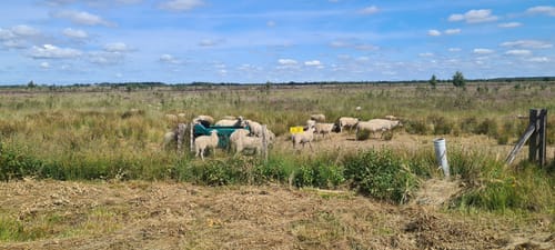 Bargerveen Lange Wandelroute