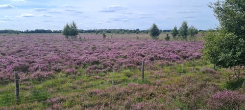 Bargerveen Lange Wandelroute