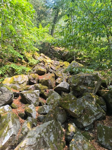 Zauberwald (Premiumspazierwanderweg)