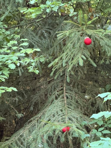 Rundwanderweg Hase Frauenstein