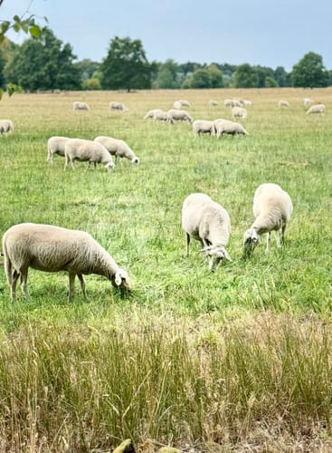 Tackenbendener-Runde (Premium-Spazierwanderweg)