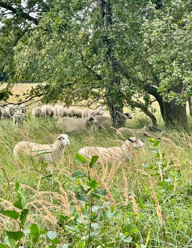 Tackenbendener-Runde (Premium-Spazierwanderweg)