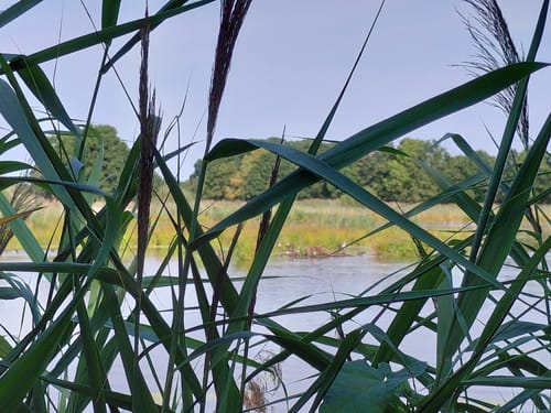 Maas-Niederrheinpad Etappe 11: Wachtendonk - Leuth