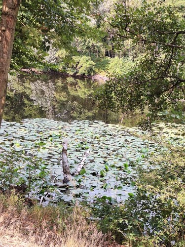 Um den Kesselbruchweiher