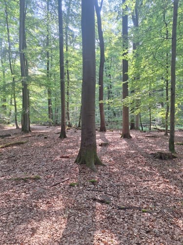 Um den Kesselbruchweiher