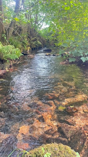 Sankenbachsteig (Premiumwanderweg)