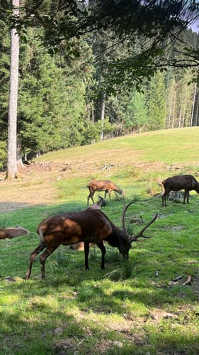 Sankenbachsteig (Premiumwanderweg)