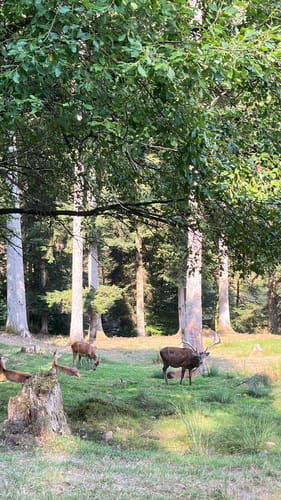 Sankenbachsteig (Premiumwanderweg)