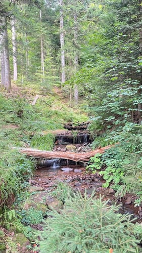 Sankenbachsteig (Premiumwanderweg)