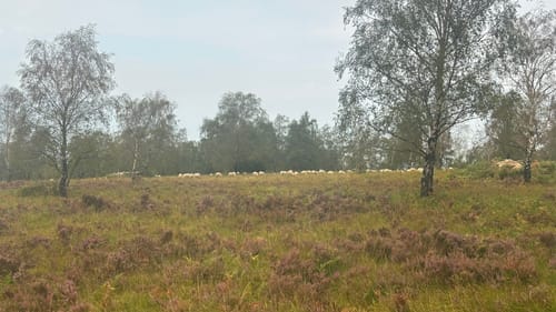 Eifelsteig Etappe 1: Kornelimünster - Roetgen