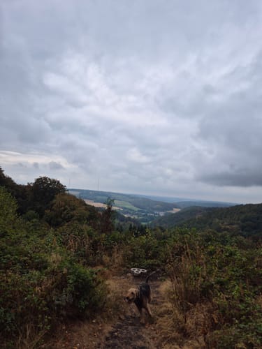 Kreiswald